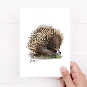 Charming & Unique Australian Native Echidna Poster, Tote Bag & Card Set