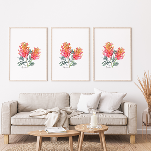 AGCP1000: Grevillea Flower Poster