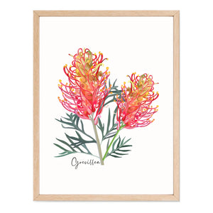 Bold & Vibrant Australian Native Grevillea and Waratah Poster | Set of 2