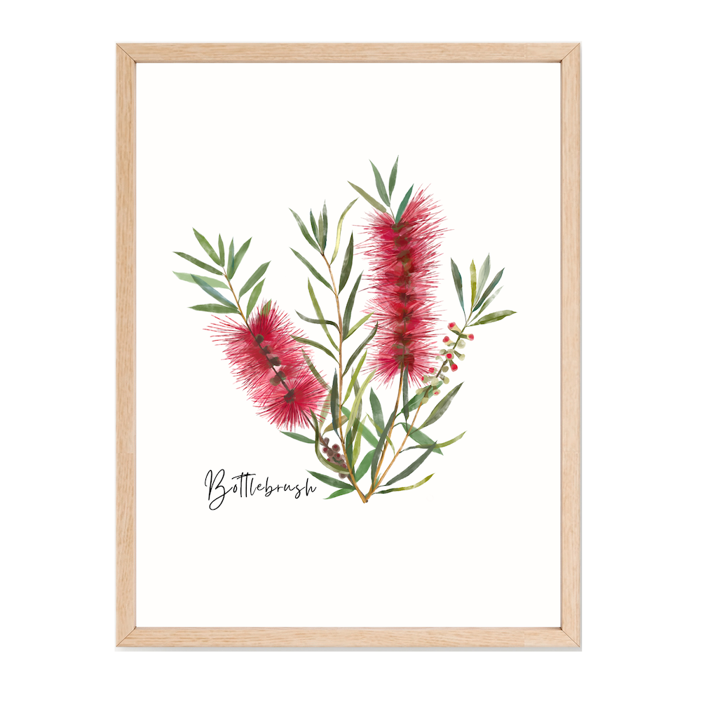 AGCP1001: Red: Bottlebrush Flower Poster