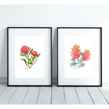 Load image into Gallery viewer, AGCP1003: Waratah Flower Poster
