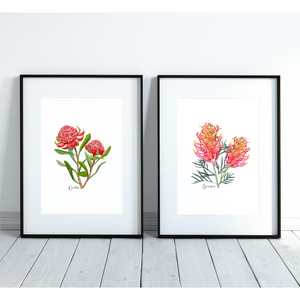 AGCP1003: Waratah Flower Poster