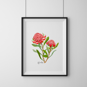 AGCP1003: Waratah Flower Poster