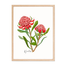 Load image into Gallery viewer, Australian Native Grevillea, Wattle, and Waratah Botanical Poster | Set of 3
