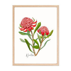 Australian Native Grevillea, Wattle, and Waratah Botanical Poster | Set of 3