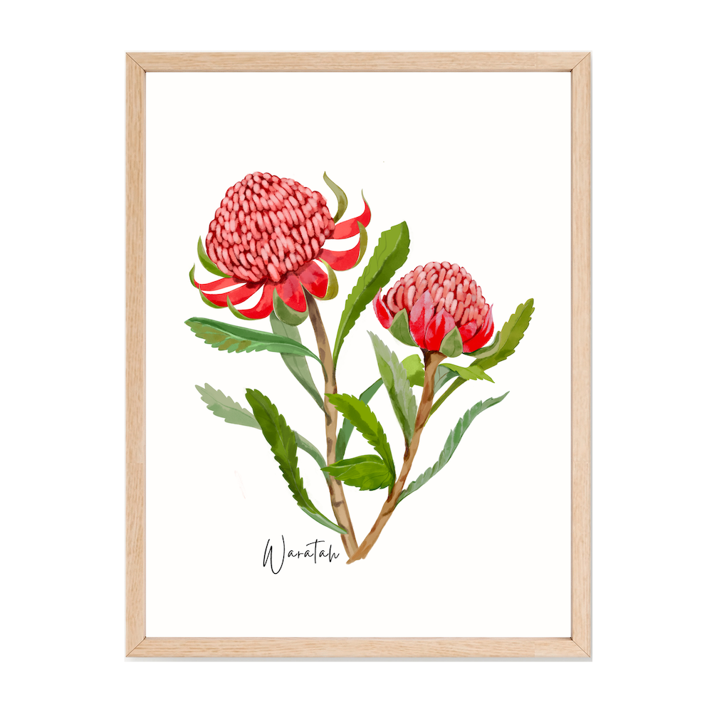 AGCP1003: Waratah Flower Poster