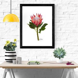 AGCP1004: Protea Flower Poster