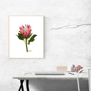 AGCP1004: Protea Flower Poster