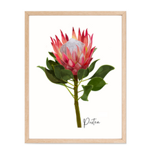 Load image into Gallery viewer, AGCP1004: Protea Flower Poster
