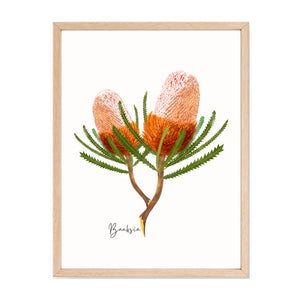 Bold & Striking Australian Native Banksia and Wattle Poster | Set of 2