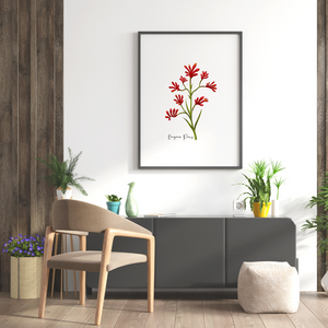 AGCP1006: Kangaroo Paw Flower Poster