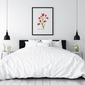 AGCP1006: Kangaroo Paw Flower Poster