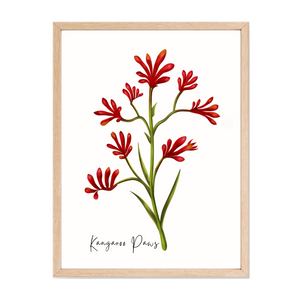 AGCP1006: Kangaroo Paw Flower Poster