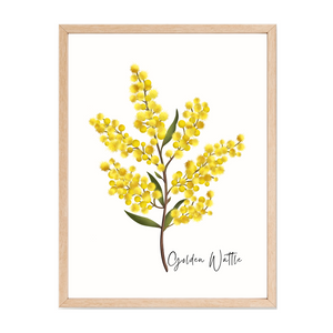 AGCP1007: Golden Wattle Flower Poster