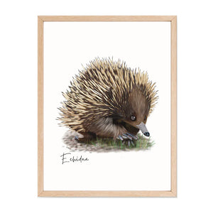 Charming & Unique Australian Native Echidna Poster, Tote Bag & Card Set