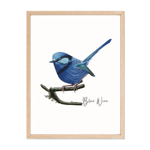 Lively & Radiant Australian Native Blue Wren Poster, Tote Bag & Card Set