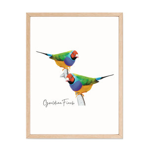 Vibrant & Colourful Australian Native Gouldian Finch Poster, Scarf & Card Set