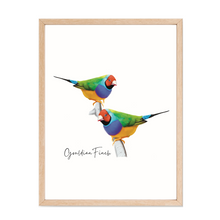 Load image into Gallery viewer, AGCP1015: Gouldian Finch Poster
