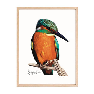 Bright & Alluring Australian Native Kingfisher Poster, Tote Bag & Card Set