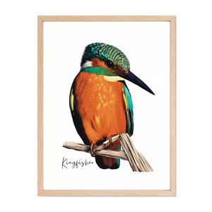 AGCP1016: Kingfisher Poster