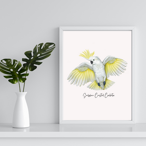 AGCP1018: Sulphur Crested Cockatoo Poster